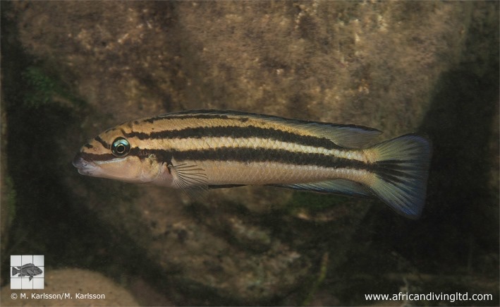 Chalinochromis sp. 'bifrenatus striped' Mswa Point